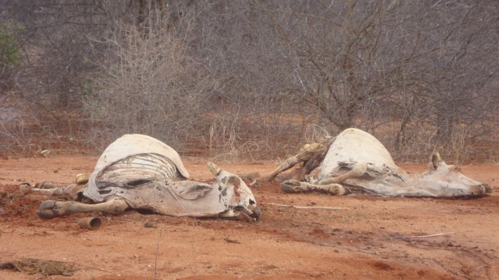 Horn of Africa Disaster Response — AMURT project photograph