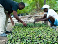 Haiti – Cash for Work and a Green Future — AMURT field report